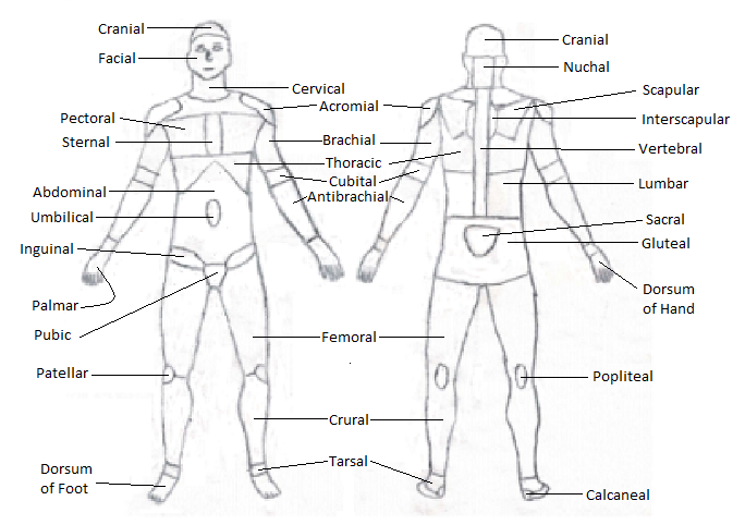 Anatomical Terms Body Parts